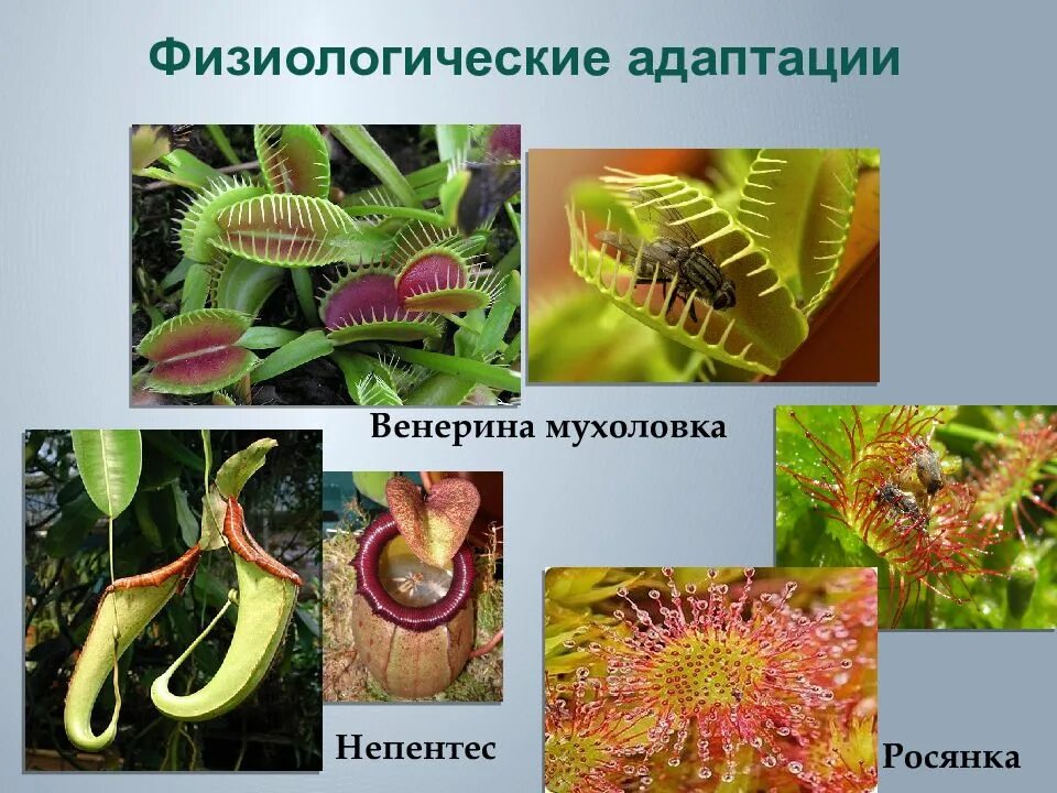 Приспособления растительных организмов к среде обитания. Венерина мухоловка физиологические адаптации. Физиологические адаптации Венерина мухоловка росянка непентес. Росянка мухоловка непентес. Росянка морфологическая адаптация.