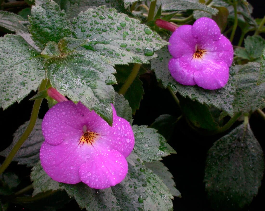 Ахименес. Ахименес длинноцветковый. Ахименес цветок. Achimenes longiflora.