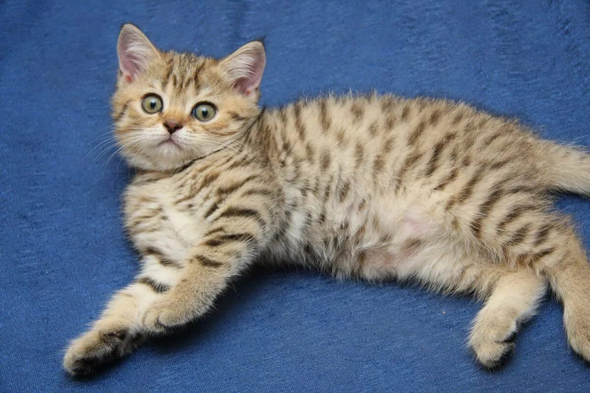 британская шиншилла кошка табби. британская кошка колор пойнт. табби макрель тигровый. окрасы британцев. шотландская короткошерстная табби.