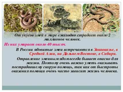 Осторожно змеи чувствуют запах