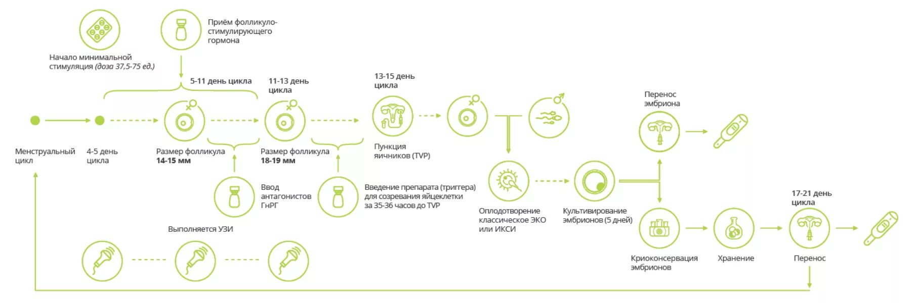 Схема стимуляции овуляции. Эко по дням цикла подробно этапы. Эко этапы проведения подробно по дням цикла. Этапы экстракорпоральное оплодотворение. Экстракорпоральное оплодотворение схема.