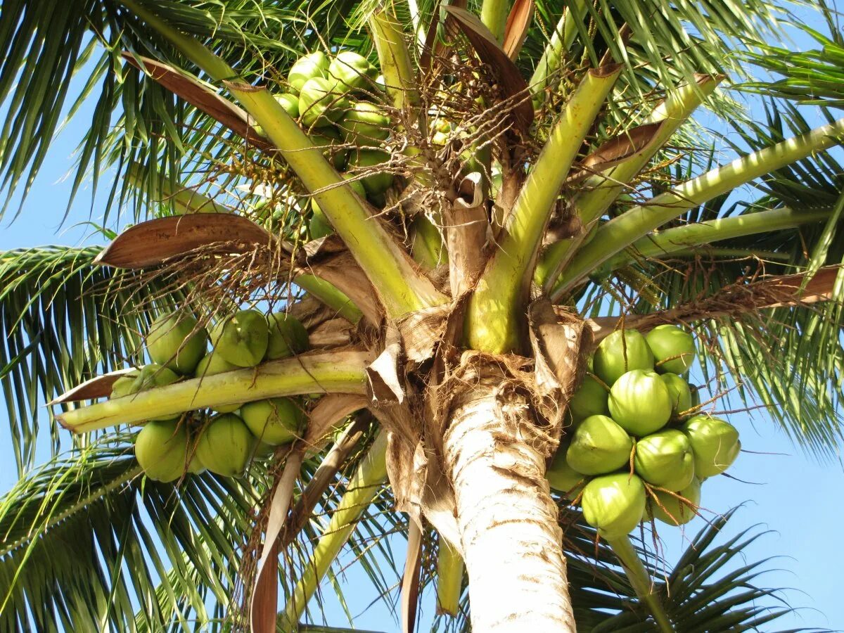 Пальма какой фрукт. Кокосовая пальма (cocos nucifera). монако кокосовые пальмы. кокосы на пальме. кокосовые пальмы серенгети.