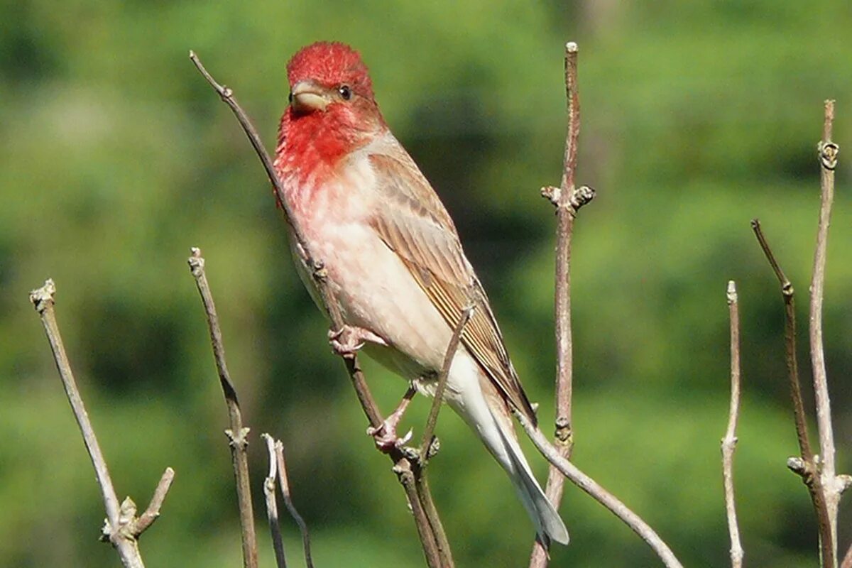 Птица поет вить вить. Carpodacus erythrinus. Вьюрковые Вьюрковые. Птица с красной головой и желтыми крыльями. Маленькая птичка с красной головой.
