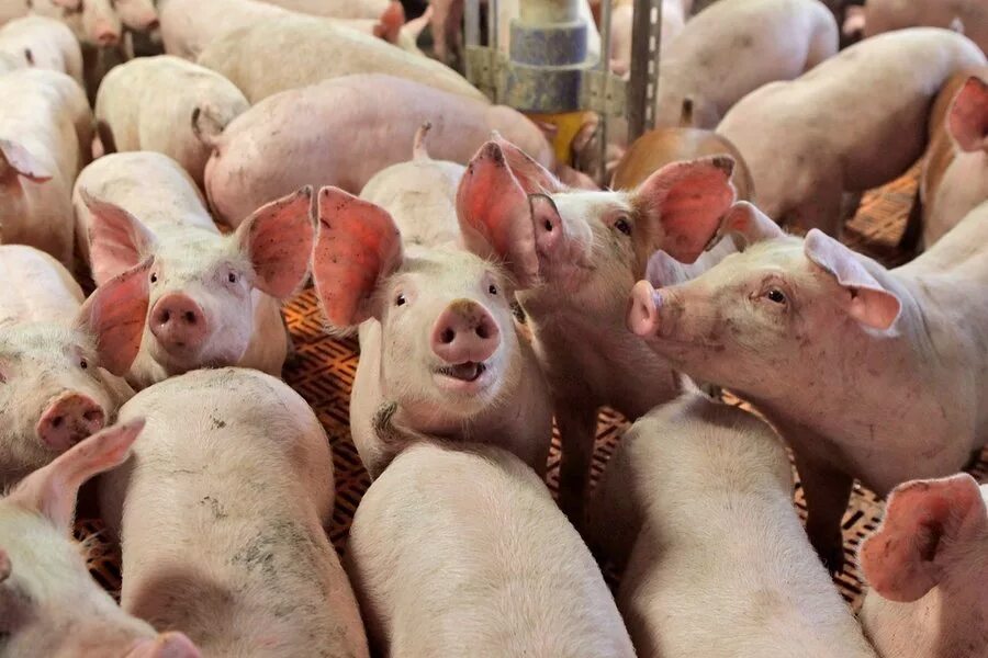 Животноводство свинья. Загон для поросят. Свинья картинка. Фото свиньи. Свина ферма.