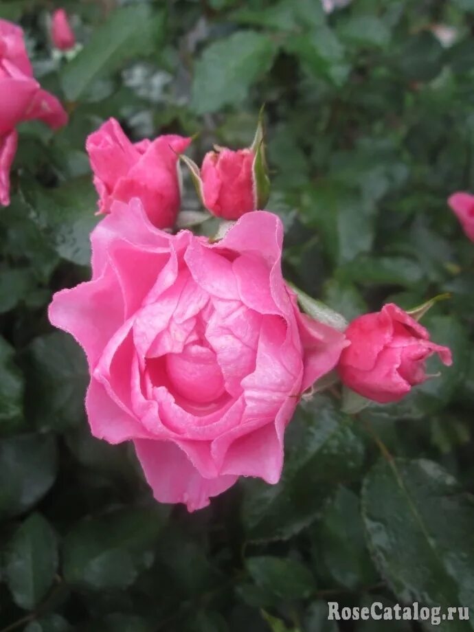 I am rose i am. I am rose i am. I am rose i am. Флорибунда ай эм макмиллан. I am rose i am.