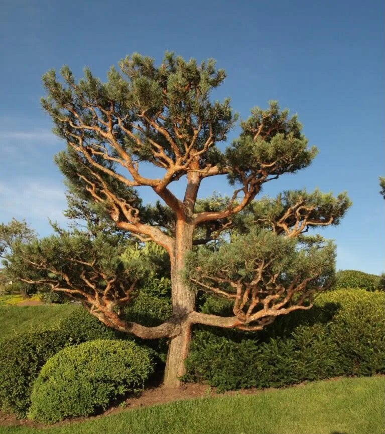 Хвойные кроны. Сосна Сильвестрис ниваки. Сосна Сибирская ниваки. Pinus Sylvestris Bonsai. Крона сосны обыкновенной.