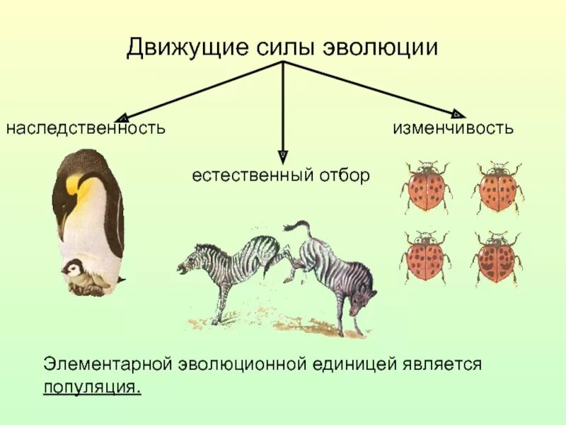 Схема естественного отбора по Дарвину. Борьба за существование и естественный отбор движущие силы эволюции. Движущие силы эволюции наследственная изменчивость. : Борьба за существование - естественный отбор - видообразование.. Считал борьбу за существование движущей силой