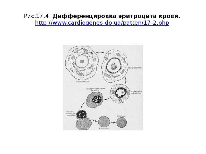 Дифференцировка тканей и органов. Детерминация и дифференцировка клеток. Дифференцировка это в биологии. Участие ядра в дифференцировке клеток.