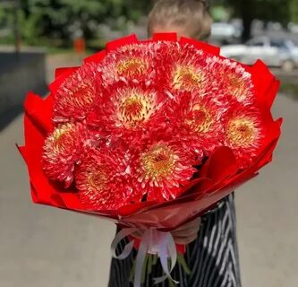 Красно белые хризантемы