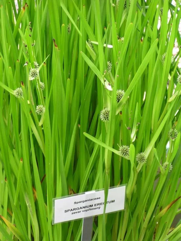 Райграс пастбищный. Худую траву. Худую траву. Актарис трава. Худую траву.