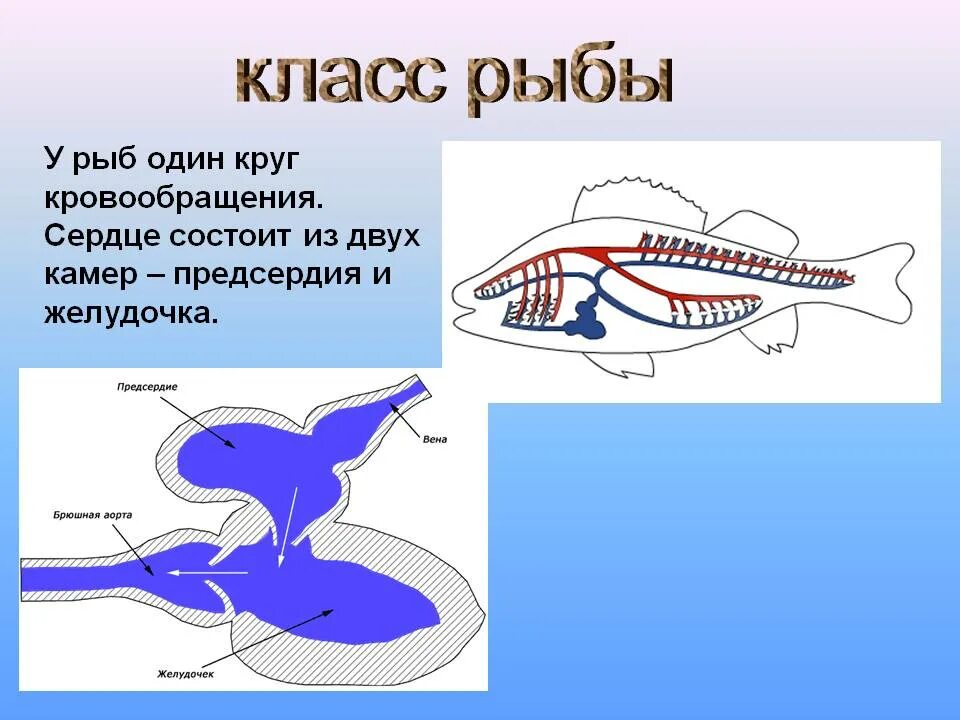 Животное имеет один круг кровообращения. Круг кровообращения у рыб 7 класс. Кровеносная система рыб 7 класс. Кровеносная система рыбы один круг кровообращения. Кровеносная система рыб схема круги кровообращения.