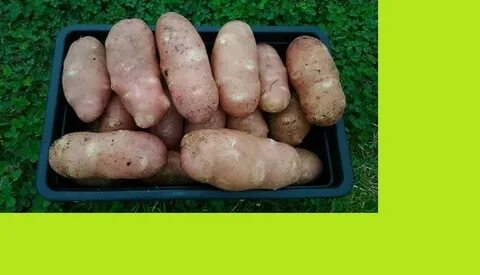 Картошка маме