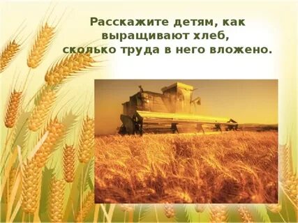 Картинки как выращивают хлеб