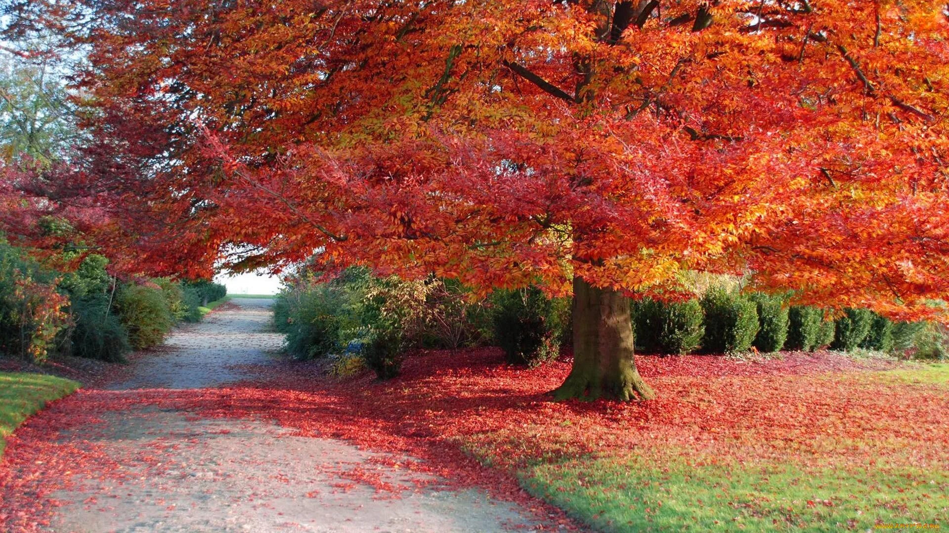 Природа осень. Сентябрь природа. Красное дерево. Заставка на рабочий стол осень.