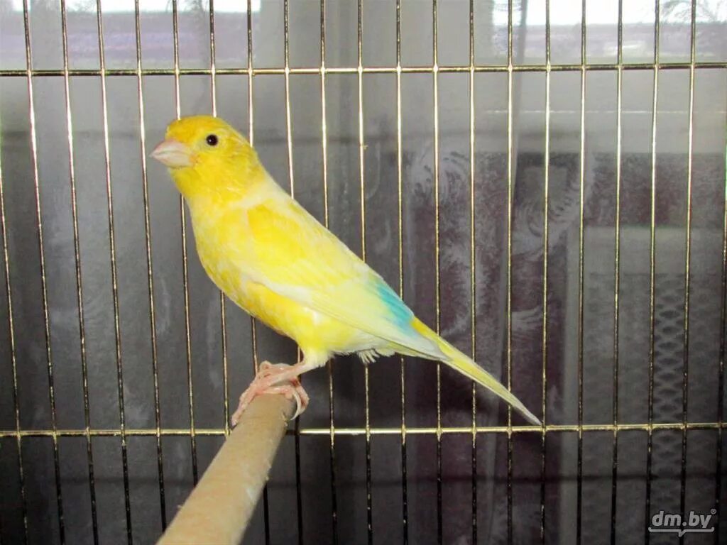 20 1. Канарейка кенар. 20 1. 20 1. Canary 1.