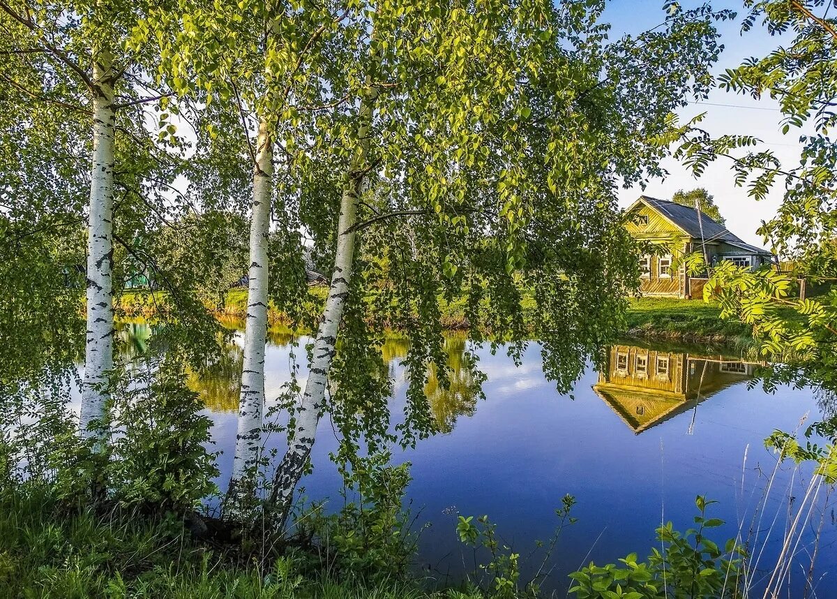 Деревня уголки. Березовая роща кострома. деревня изба река береза. русская деревня березы. берёзово посёлок лето.