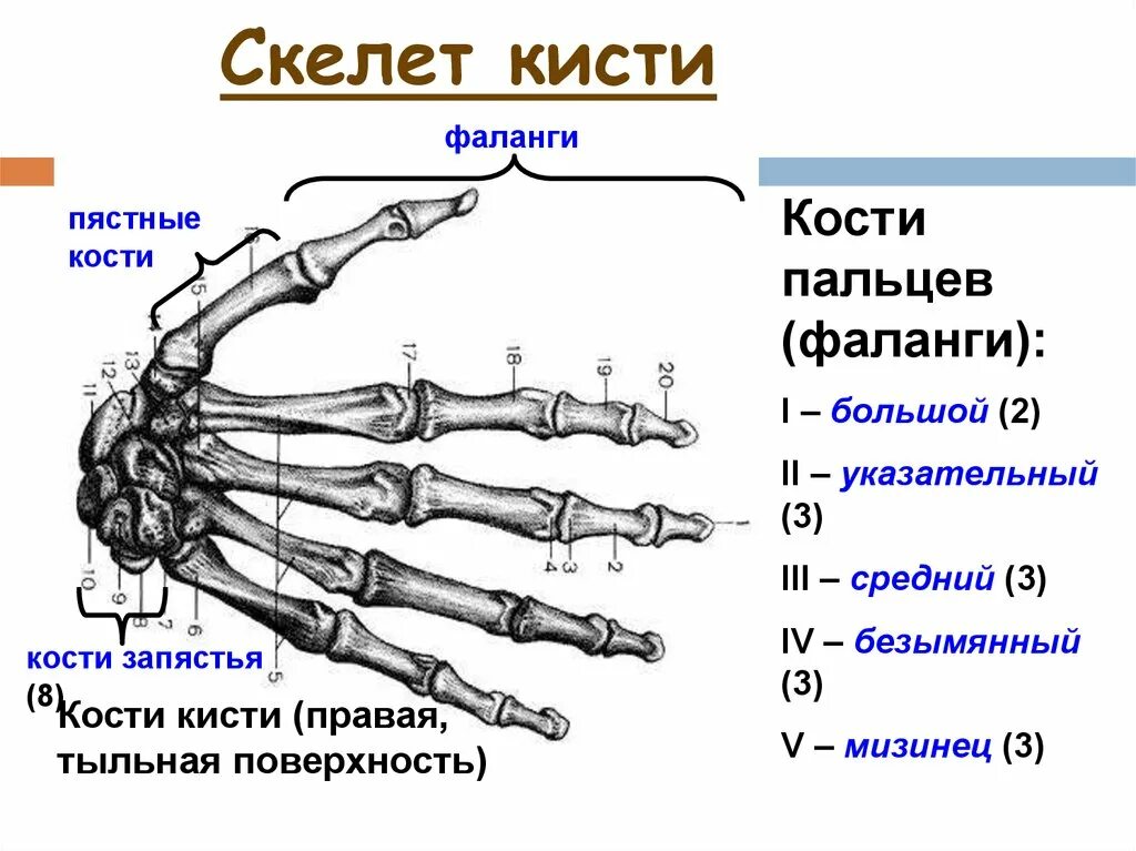 Строение пястных костей кисти. Пястная кость кисти строение. Основание 1 пястной кости кисти. Головка основной фаланги 5 пальца кисти. Кости в запястье руки