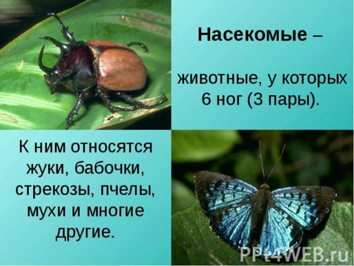 Какой группе относятся жуки. Насекомые. Доклад о насекомых. Проект на тему насекомые. Насекомые по окружающему миру.