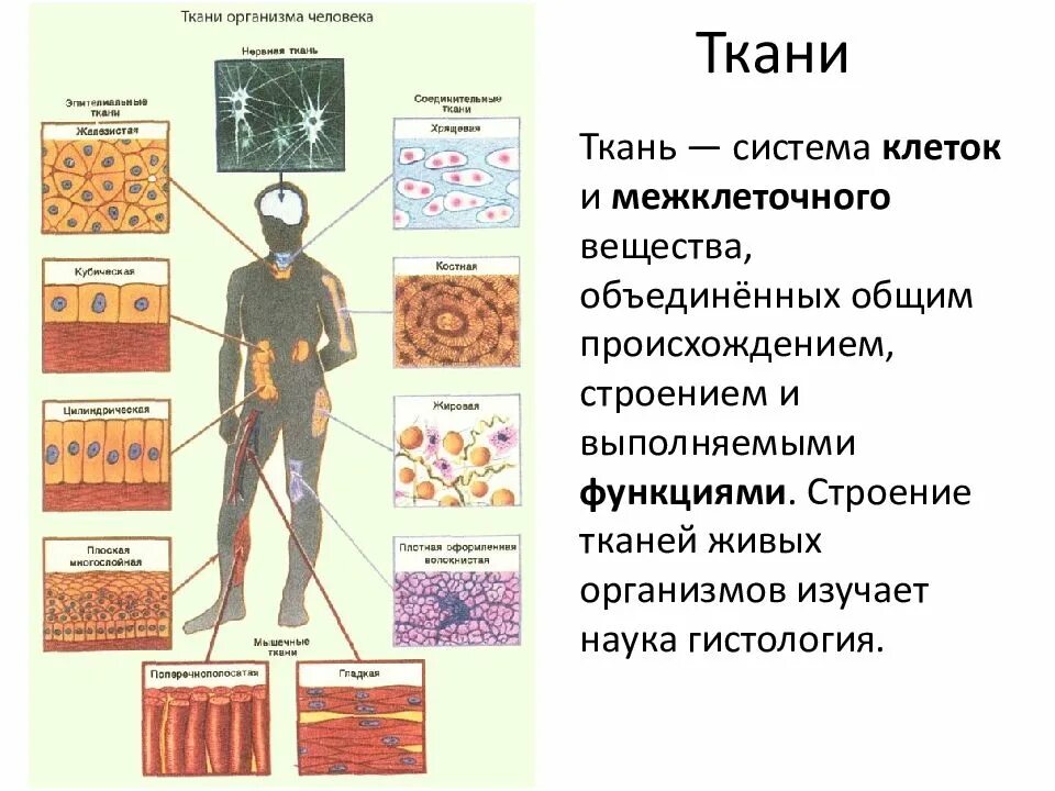 Таблица ткань строение рисунок. Строение тела человека клетки ткани органы системы органов. Типы тканей в человеческом организме. Ткани организма человека Тип клеток. Перечислите основные ткани организма человека и их функции.