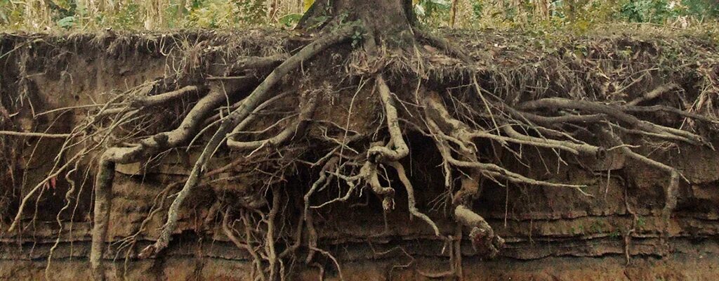 Отзывы на Саженец дуба черешчатого (Quercus robur) возраст 2-3 года, морозостойк