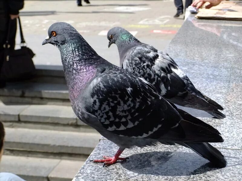 Пермские высоколётные голуби. Порода голубей московский монах. Голубь канеки московский голубь. Монах крестовый московский. Породы голубей московский монах фото.
