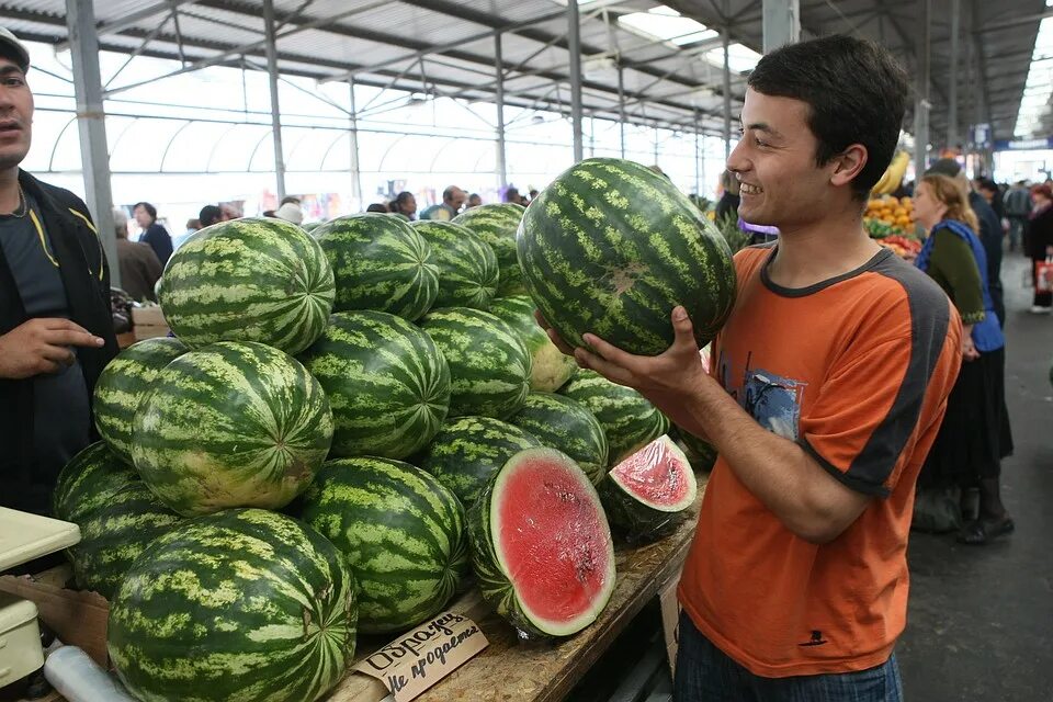 Профессия людей которые выращивают арбузы. Арбузное поле. Бахчевод профессия. Большие арбузы. Урожай кавунов.