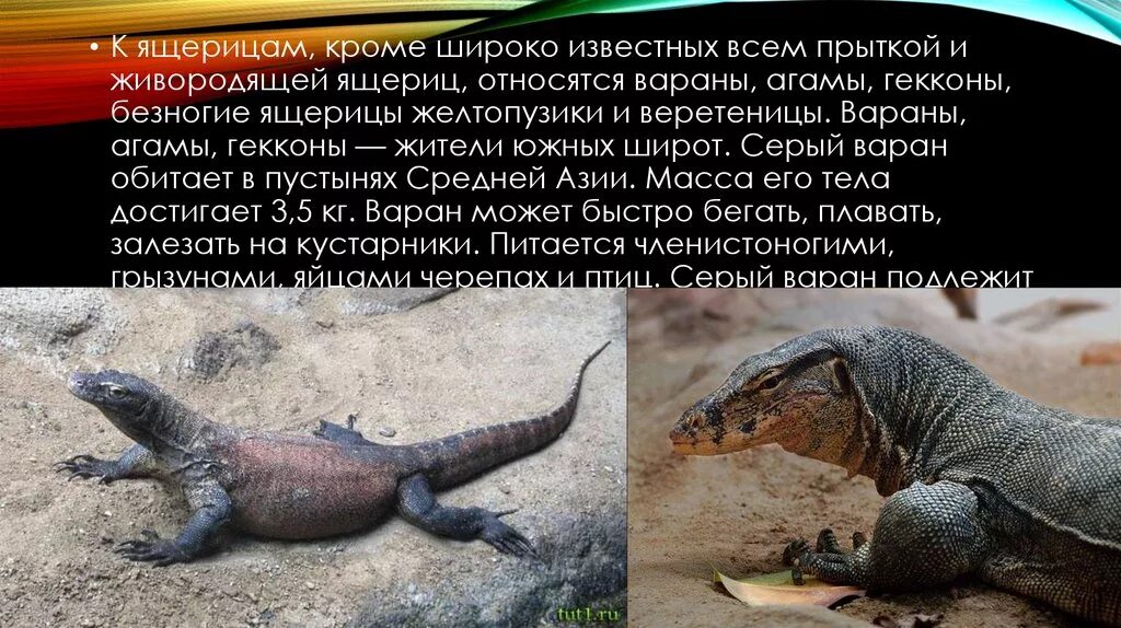 К какому классу хордовых относят исчезающих варанов. Серый варан. представители варанов. вараны относятся к отряду. варан внешнее строение.