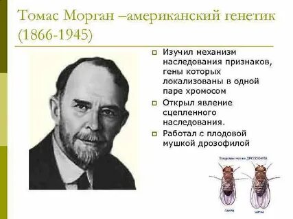 Т морган кратко