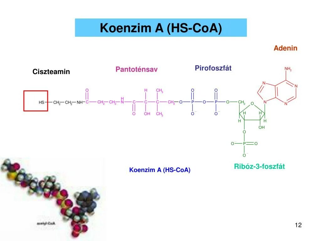 HS COA. Из чего состоит HS COA. Синтезируется цепь содержащая рибозу