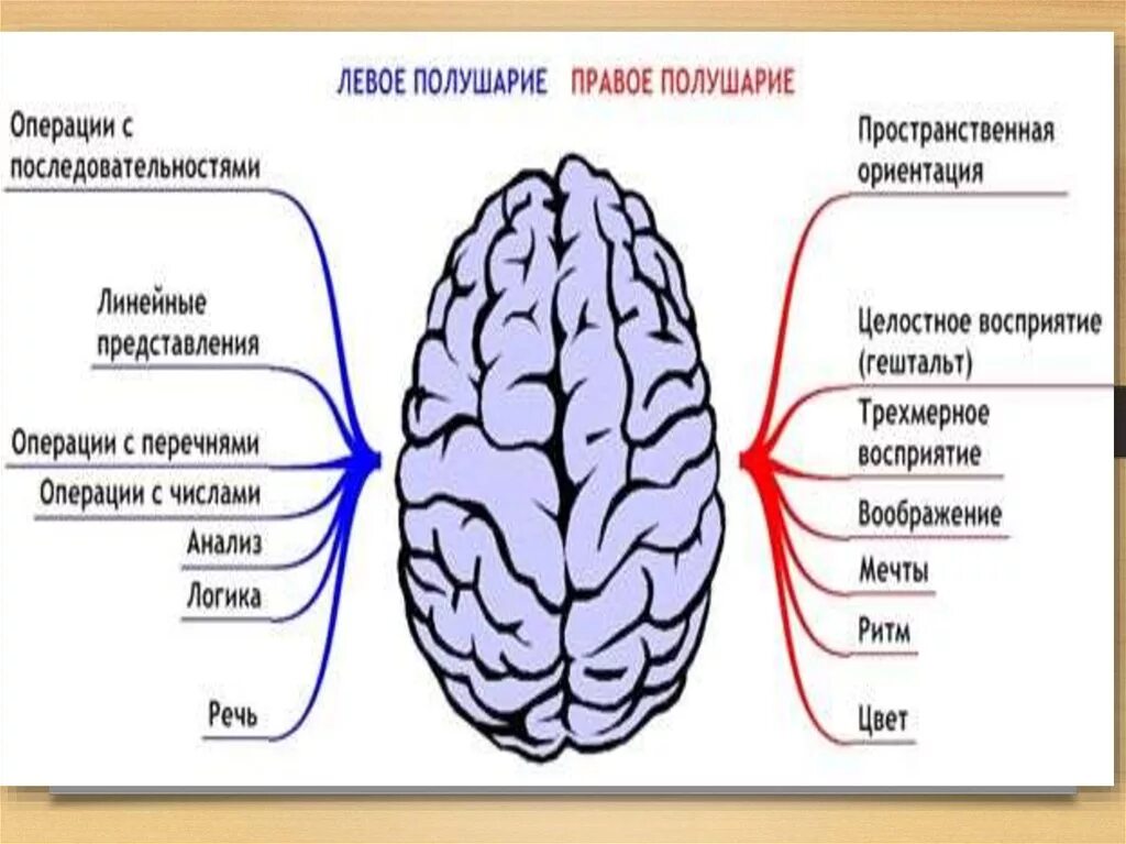 Ведущее полушарие мозга