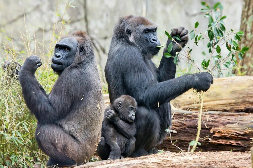 Monkey gorilla