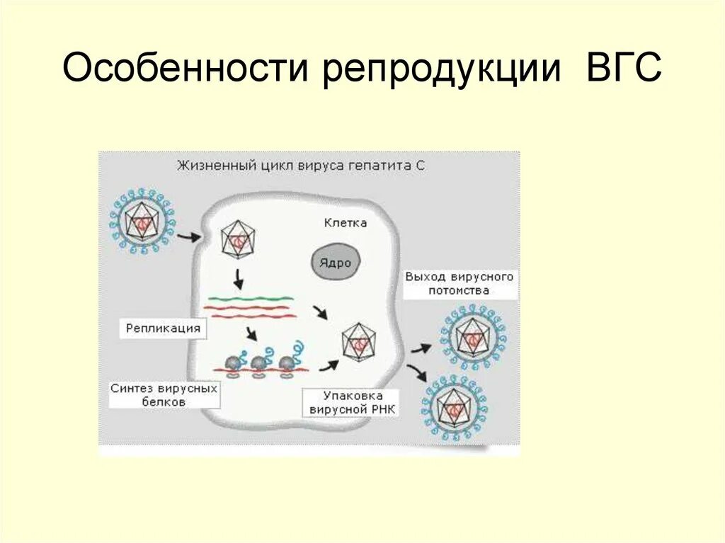 Репродукция вирусов в клетках