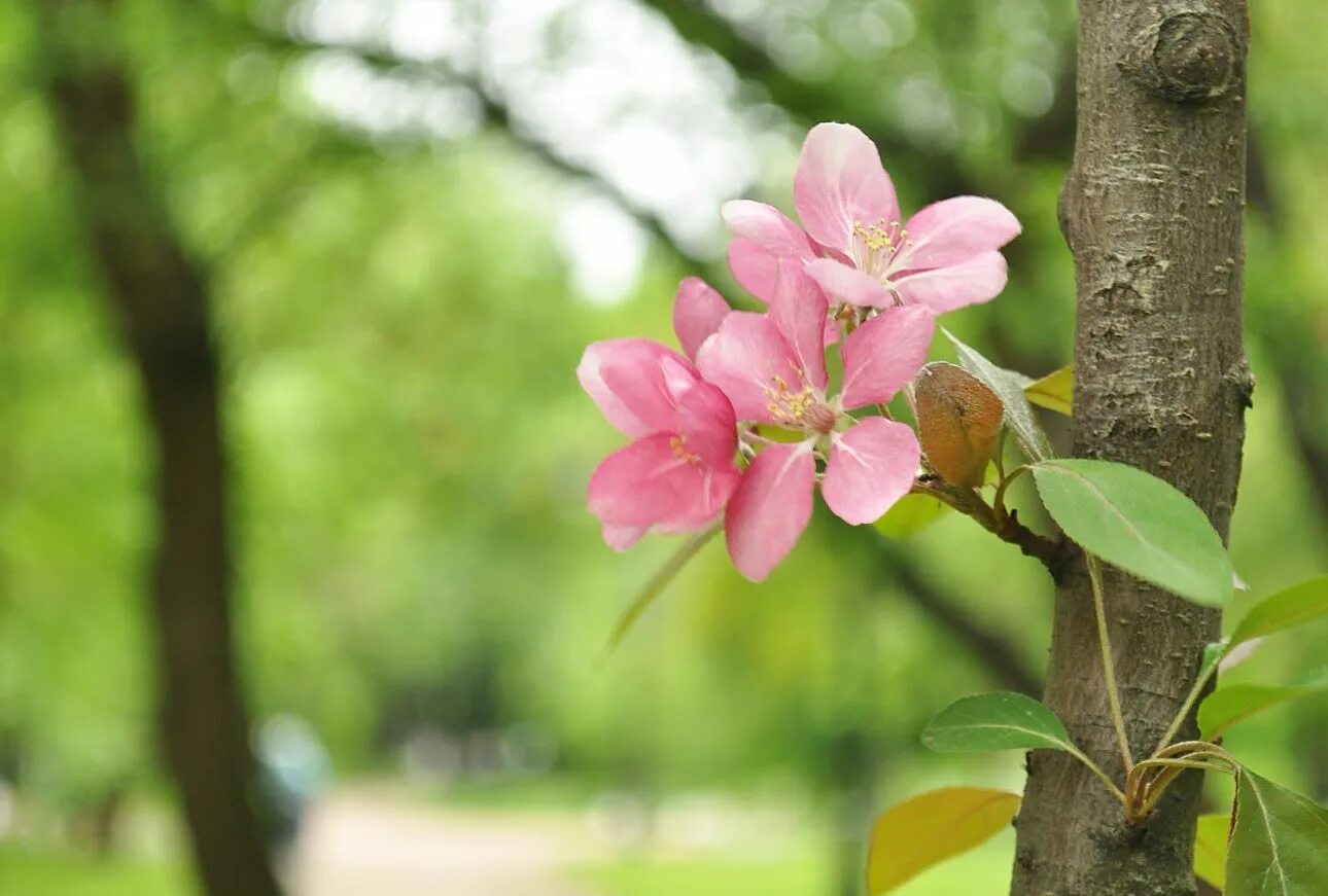 Повторное цветение. Жуки для отцветающей сирени. Повторное цветение. Повторное цветение. Зимовка болотного мирта в подмосковье.