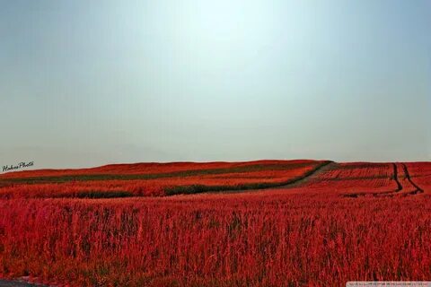 Поле с красным небом