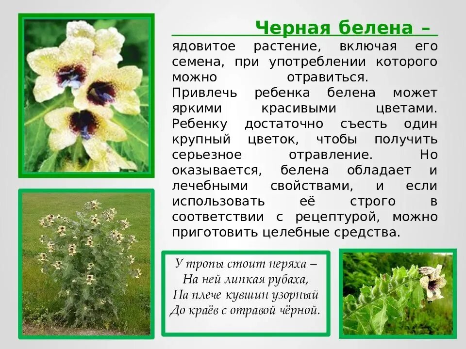 Опасные растения для человека и животных