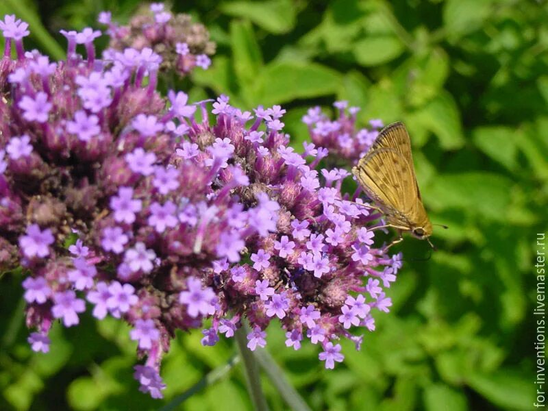 Вербена лимонная. Вербена в древней Греции. Verbena officinalis Leaf. Вербена - эфирное масло. Вербена горячий ключ