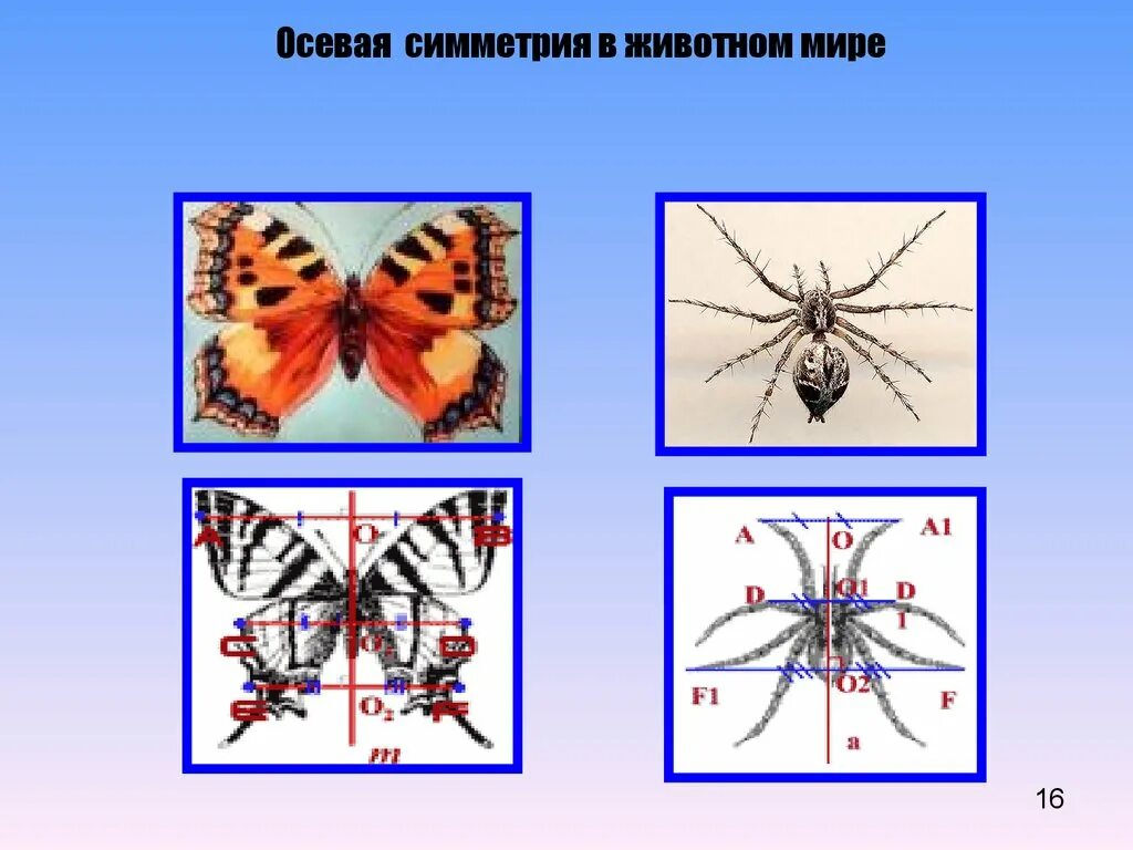 Какое животное имеет симметрию