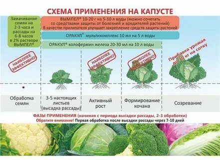 Подкормка капусты для завязывания
