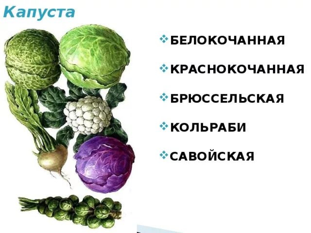 Разница кольраби и белокочанной. Цветная капуста брокколи брюссельская. Цветная капуста кольраби белокочанная. Капуста брюссельская розелла. Капуста белокочанная кольраби брокколи.