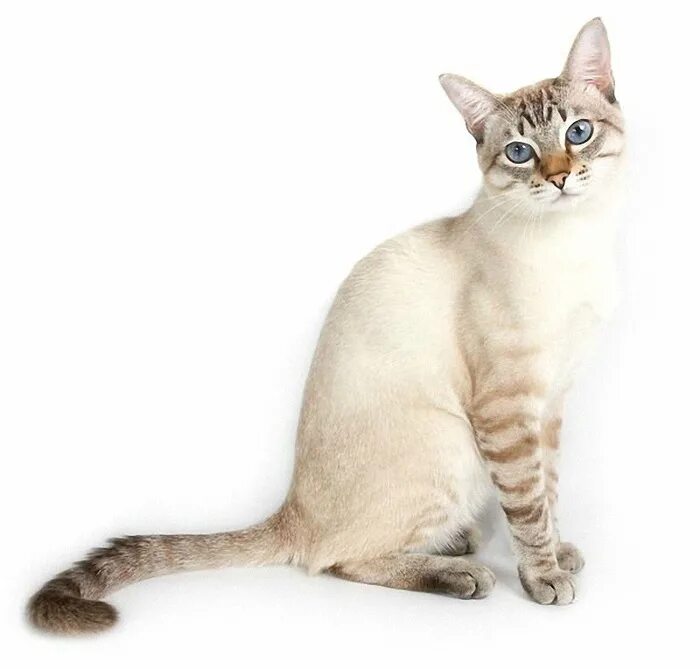 Кошка табби пойнт. Тайская кошка табби Пойнт. Тебби Пойнт тайская кошка. Тайская кошка сил тебби Пойнт. Тайская кошка таби поинт.