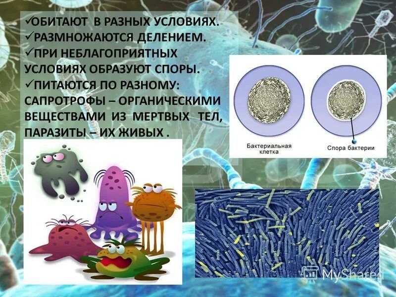 Бактерии образующие споры в неблагоприятных условиях. Бактерии сапротрофы. При неблагоприятных условиях бактерии образуют. Неблагоприятные условия для бактерий. При неблагоприятных условиях бактерии образуют споры.