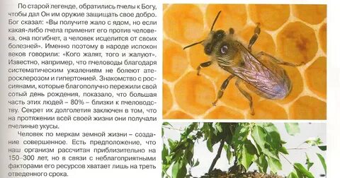 Почему пчелиный яд является лекарством 2 класс