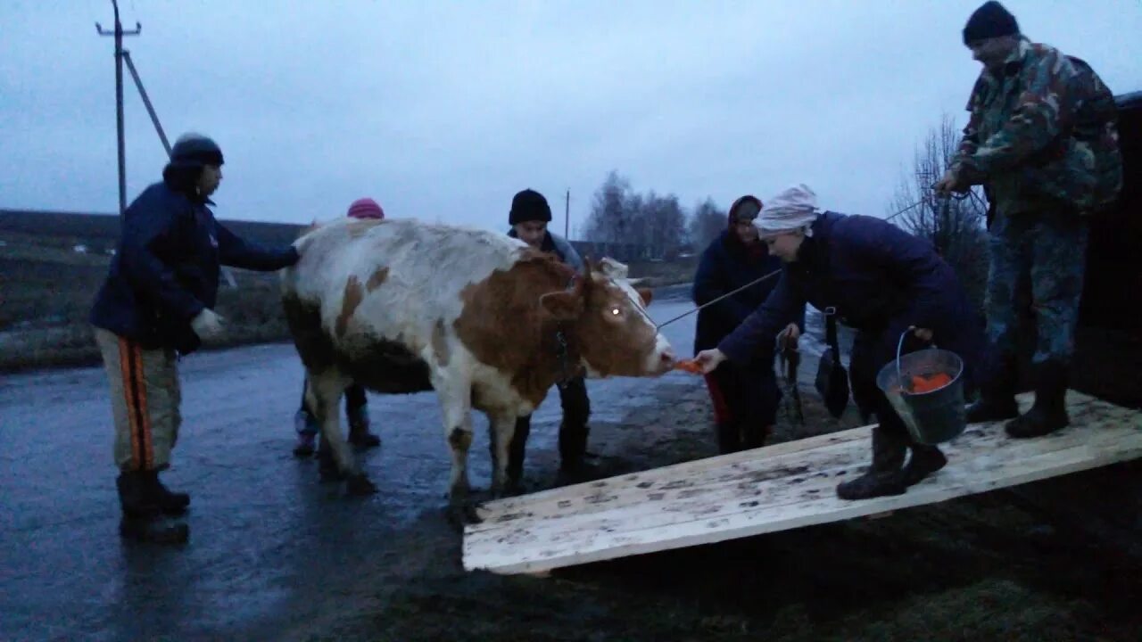 Привезли корову. Корова в газели. газель для перевозки телят. корову везут. перевозка быка.