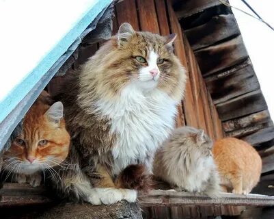 Cat farm
