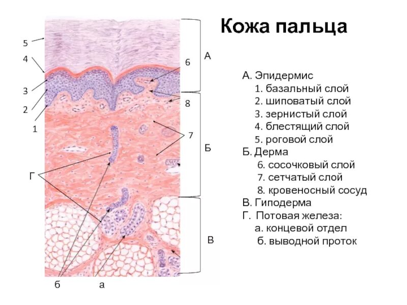 Строение кожи пальца гистология. Толстая кожа кожа пальца гистология препарат. Слои эпидермиса кожи человека гистология. Роговой блестящий зернистый шиповатый базальный слои гистология.