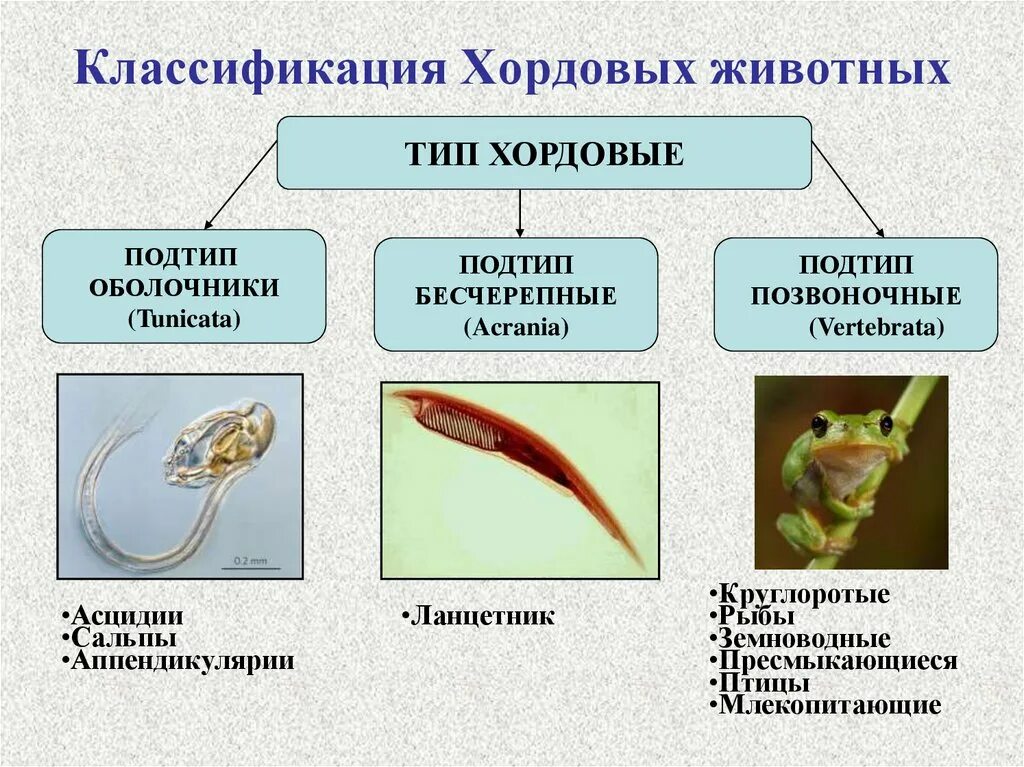 Хордовые животные кратко