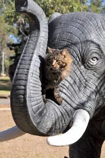 Кот слон