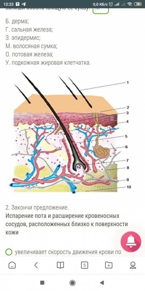 Цифрой на рисунке обозначена сальная железа. Обозначьте название структуры кожи. названия структур кожи обозначенных цифрами. строение кожи под цифрами. сальная железа обозначена.