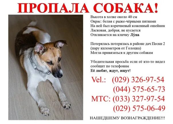 Объявление о пропаже собаки образец. Объявление о пропаже собаки. объявление пропала собака. как написать объявление о пропаже собаки. пример объявления о пропаже собаки.