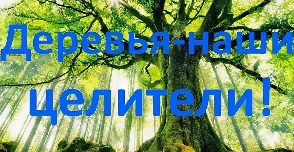 Растения доноры. Деревья доноры. Энергия дерева. Деревья вампиры и доноры список. Деревья лекари доноры и вампиры.